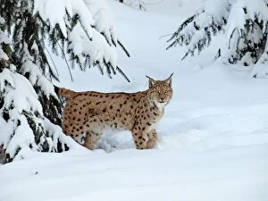 European Lynx - in snow
