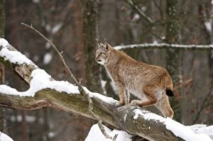 Images Dated 27th January 2007: Luchs