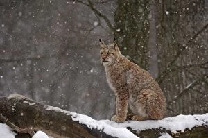 Images Dated 1st January 2007: Luchs