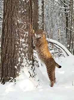 European Lynx - in snow climbing tree