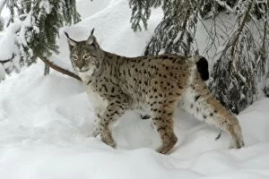 European Lynx - in snow covered forest, winter