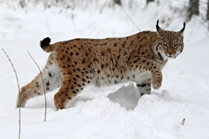 Images Dated 9th January 2010: European Lynx - in snow - Germany