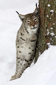 European Lynx - in snow, leaning against tree stem and purring
