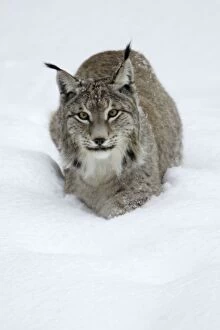 European Lynx - standing in deep snow, winter
