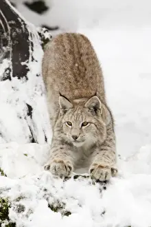 Lynx Prints: European Lynx - stretching in snow, Lower Saxony, Germany