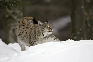European Lynx - stretching itself in the snow, winter