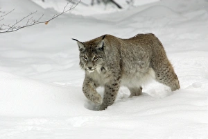 Images Dated 2nd March 2006: European Lynx - striding through deep snow, winter Bavaria, Germany