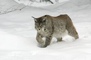European Lynx - striding through deep snow, winter