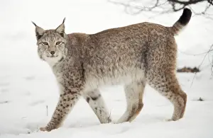 European Lynx USH 266 In winter Felis lynx © Duncan Usher / ardea. com
