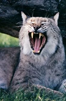 European Lynx - yawning