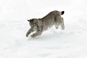 European Lynx - young animal jumping after mouse in snow European Lynx - young animal jumping after mouse in snow