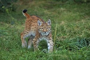 Images Dated 10th September 2013: European Lynx young - controlled conditions - Germany