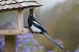 Bird Feeders Gallery: European Magpie - at bird feeding station