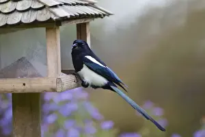 Corvid Prints: European Magpie - at bird feeding station - Lower Saxony - Germany