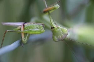 European Mantid / Praying Mantis - eating Grasshopper