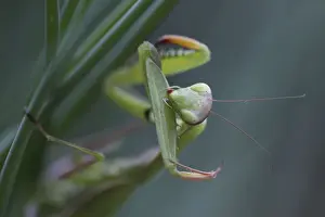 Mantid Prints: European Mantid / Praying Mantis - grooming - Oregon - USA