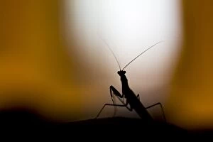Images Dated 11th August 2013: European Mantis - at night