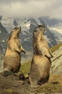 Images Dated 19th August 2013: European Marmot
