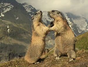 Images Dated 19th August 2013: European Marmot