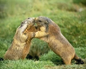 Loving Animals Collection: European Marmot