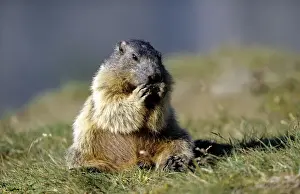 Marmots Prints: European Marmot