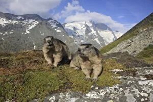 Images Dated 19th August 2013: European Marmots