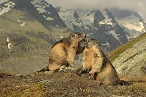 Images Dated 19th August 2013: European Marmots
