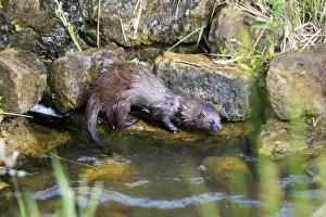 European Mink