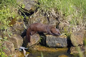 Minks Prints: European Mink - by water