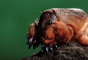 Bizarre Collection: European mole cricket. Europe