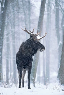 Images Dated 6th December 2005: European Moose