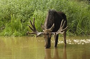 European Moose - bull drinking water