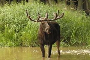 European Moose - bull standing in water