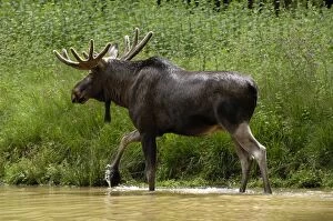 European Moose - bull wading in water