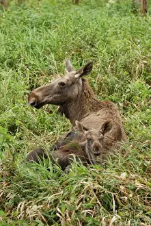 Deer Prints: European Moose - cow with calf, Germany