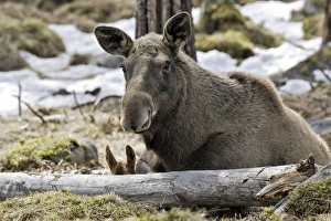 Images Dated 7th May 2007: European Moose / Elk. Finland