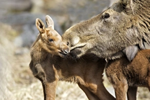 Images Dated 7th May 2007: European Moose / Elk - mother with 15 day old calf. Finland