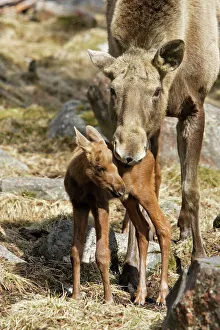 Images Dated 7th May 2007: European Moose / Elk - mother with 15 day old calf. Finland