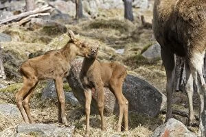Images Dated 7th May 2007: European Moose / Elk - mother with 15 day old calves. Finland