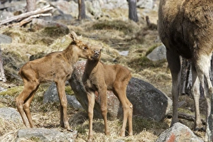 Images Dated 7th May 2007: European Moose / Elk - mother with 15 day old calves. Finland