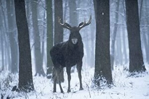 European MOOSE / Elk - in snow
