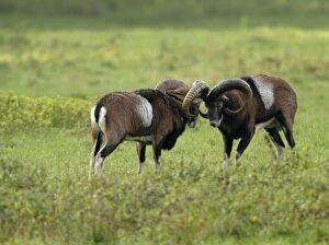 European Mouflon - rams fighting