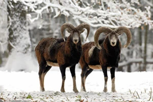 Images Dated 2nd January 2008: European Mouflon - rams in snow, Germany