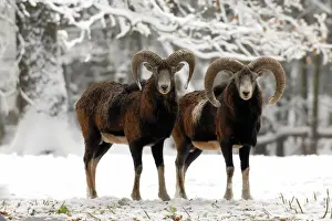 European Mouflon - rams in snow, Germany