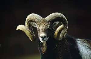 Mouflons Prints: European Mouflon SM 942 Ovis musimon © Stefan Meyers / ARDEA LONDON