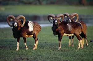 Mouflons Prints: European Mouflon SM-943 Three males Ovis musimon © Stefan Meyers / ARDEA LONDON