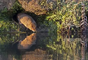 European / Northern Water Vole - along canal bank with reflection in early morning light - Cromford - Derbyshire - England