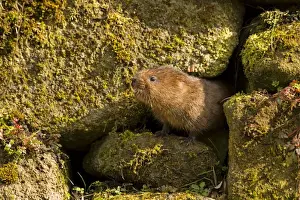 Derbyshire Prints: European / Northern Water Vole - coming out of a hole in brick work along canal bank - March - Cromford - Derbyshire