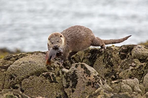 Images Dated 30th May 2014: European Otter