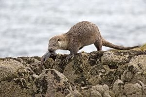 Images Dated 30th May 2014: European Otter